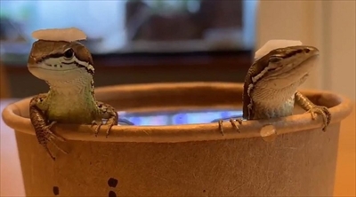 お風呂に入るカナヘビさん