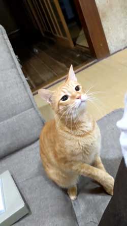 猫 ボール 球遊び 好き 投げるフリ だまされる おねだり かわいい