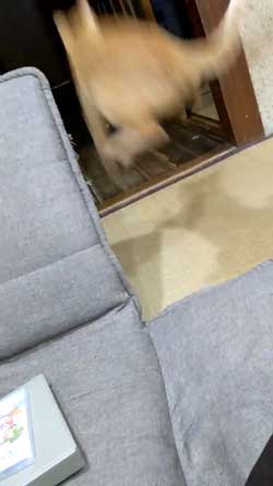 猫 ボール 球遊び 好き 投げるフリ だまされる おねだり かわいい