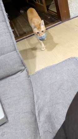 猫 ボール 球遊び 好き 投げるフリ だまされる おねだり かわいい