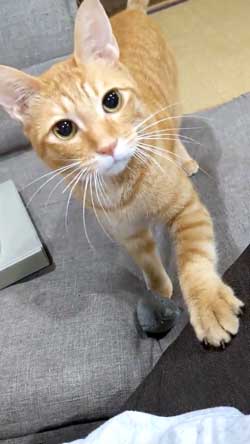 猫 ボール 球遊び 好き 投げるフリ だまされる おねだり かわいい
