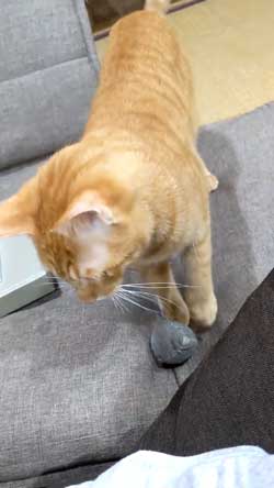 猫 ボール 球遊び 好き 投げるフリ だまされる おねだり かわいい