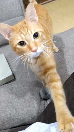 猫 ボール 球遊び 好き 投げるフリ だまされる おねだり かわいい