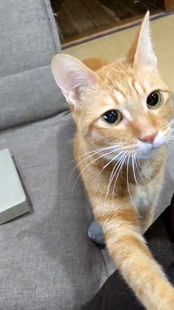 猫 ボール 球遊び 好き 投げるフリ だまされる おねだり かわいい