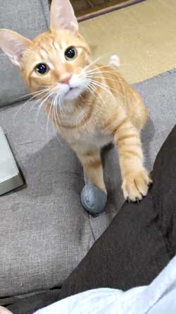 猫 ボール 球遊び 好き 投げるフリ だまされる おねだり かわいい