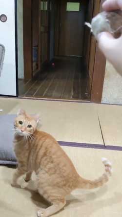 猫 ボール 球遊び 好き 投げるフリ だまされる おねだり かわいい