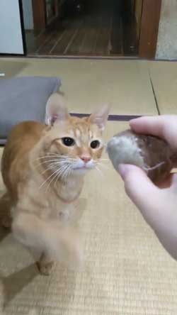 猫 ボール 球遊び 好き 投げるフリ だまされる おねだり かわいい