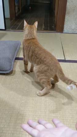 猫 ボール 球遊び 好き 投げるフリ だまされる おねだり かわいい
