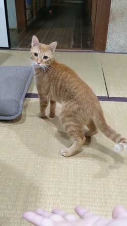猫 ボール 球遊び 好き 投げるフリ だまされる おねだり かわいい