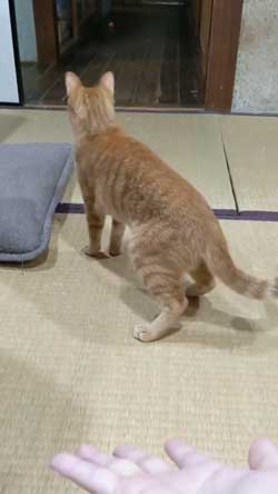 猫 ボール 球遊び 好き 投げるフリ だまされる おねだり かわいい