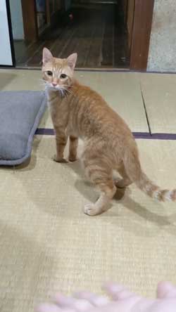 猫 ボール 球遊び 好き 投げるフリ だまされる おねだり かわいい