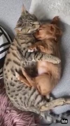 わんにゃんぺろぺろ