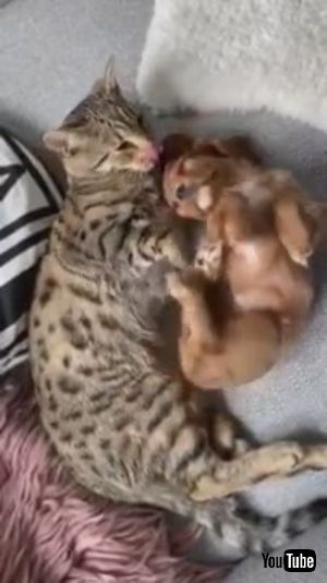 わんにゃんぺろぺろ