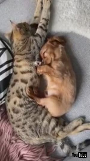 わんにゃんぺろぺろ