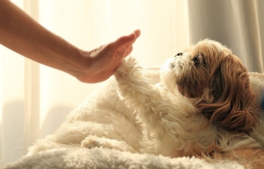 ペット手帳 犬 信頼関係