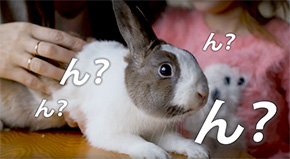 CV部 竹達彩奈 アテレコ 擬人格化 クラウン 猫 うさぎ 動画 インタビュー