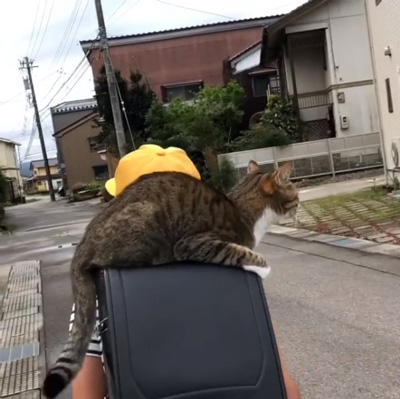 ねこ