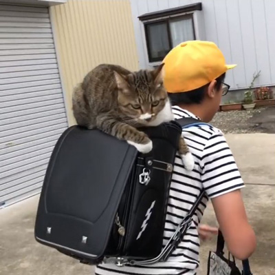 動画切り抜き2ミーちゃん正面