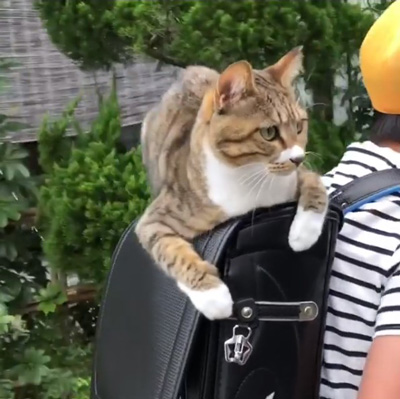 動画切り抜き3ミーちゃんアップ