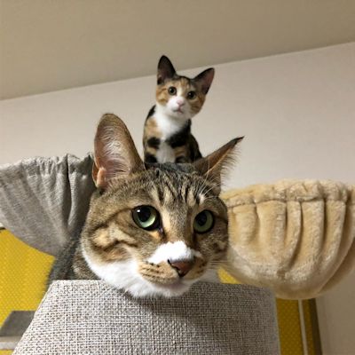 ミーちゃんフーちゃん遠近法