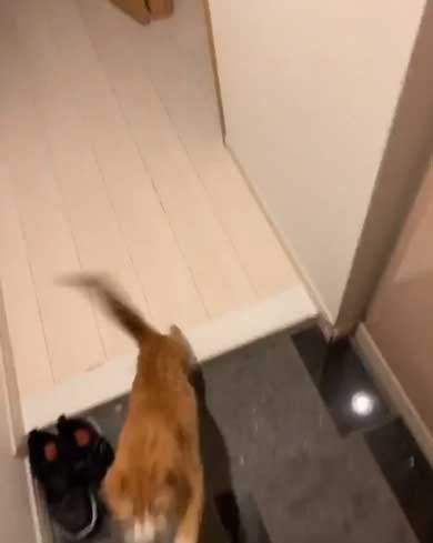 飼い主 出迎え 猫 飛びつき 甘え 抱っこ