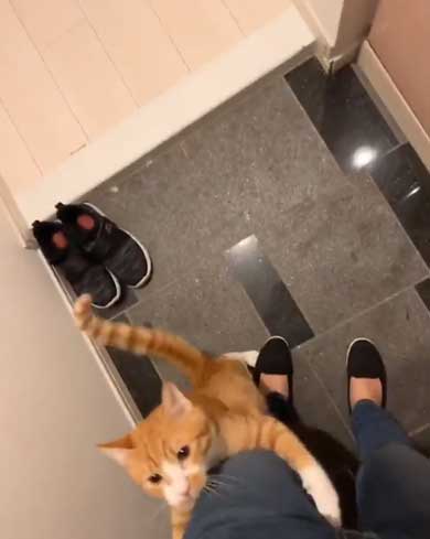 飼い主 出迎え 猫 飛びつき 甘え 抱っこ