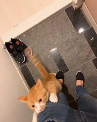 飼い主 出迎え 猫 飛びつき 甘え 抱っこ