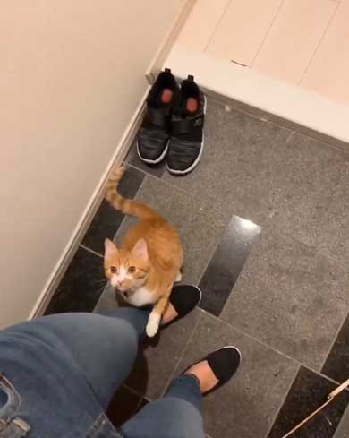 飼い主 出迎え 猫 飛びつき 甘え 抱っこ