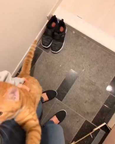 飼い主 出迎え 猫 飛びつき 甘え 抱っこ
