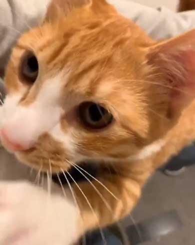 飼い主 出迎え 猫 飛びつき 甘え 抱っこ