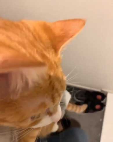 飼い主 出迎え 猫 飛びつき 甘え 抱っこ