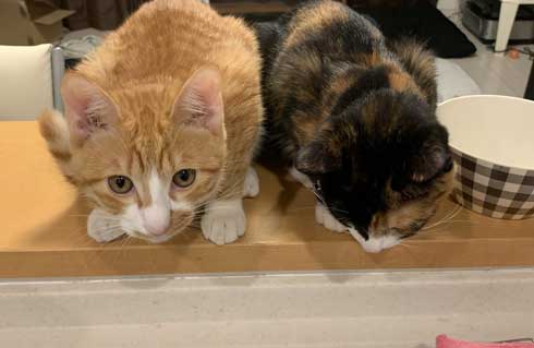 飼い主 出迎え 猫 飛びつき 甘え 抱っこ