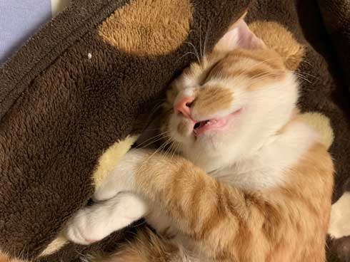 飼い主 出迎え 猫 飛びつき 甘え 抱っこ