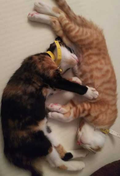 飼い主 出迎え 猫 飛びつき 甘え 抱っこ