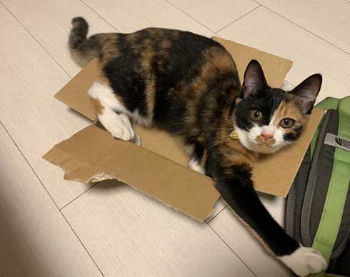 飼い主 出迎え 猫 飛びつき 甘え 抱っこ