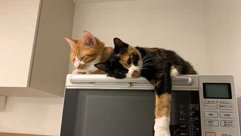 飼い主 出迎え 猫 飛びつき 甘え 抱っこ