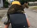 毎日のお見送りは欠かさないニャ！　ランドセルに乗って登校する猫ちゃんがかわいい