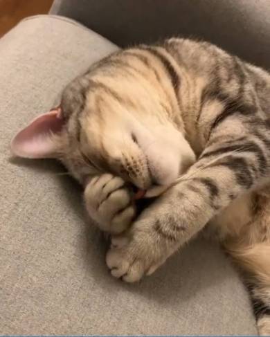 シルバ アメリカンショートヘア 猫