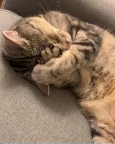 シルバ アメリカンショートヘア 猫