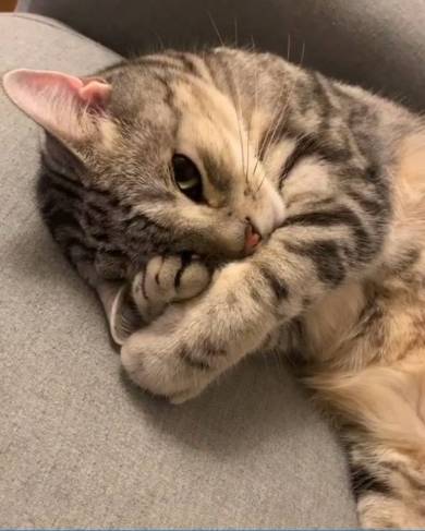 シルバ アメリカンショートヘア 猫