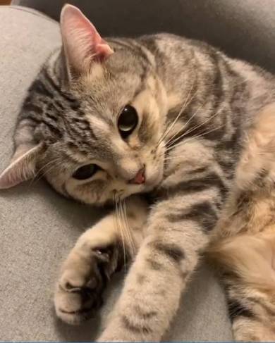シルバ アメリカンショートヘア 猫