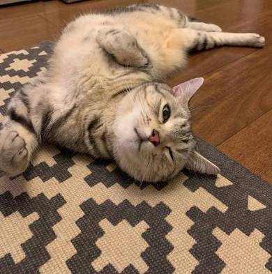 シルバ アメリカンショートヘア 猫