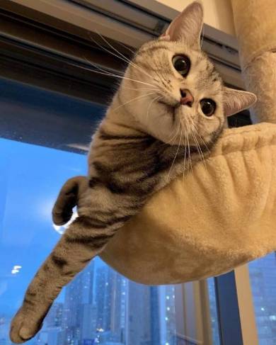 シルバ アメリカンショートヘア 猫