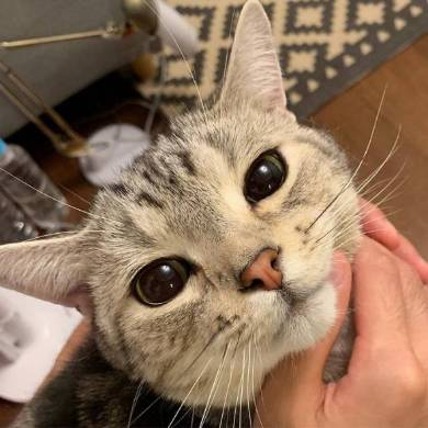 シルバ アメリカンショートヘア 猫