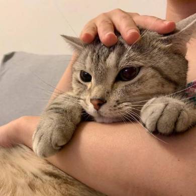 シルバ アメリカンショートヘア 猫