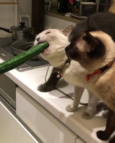 きゅうり猫