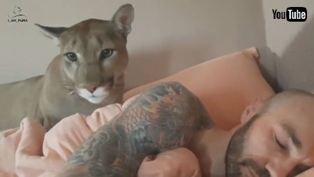 ピューマといちゃいちゃ