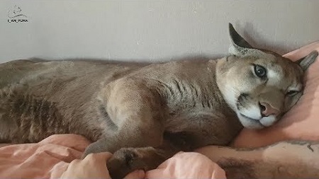 ピューマといちゃいちゃ