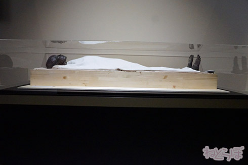 ミイラ 科学博物館 たけし