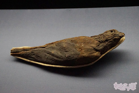 ミイラ 科学博物館 たけし